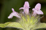 Wild basil 